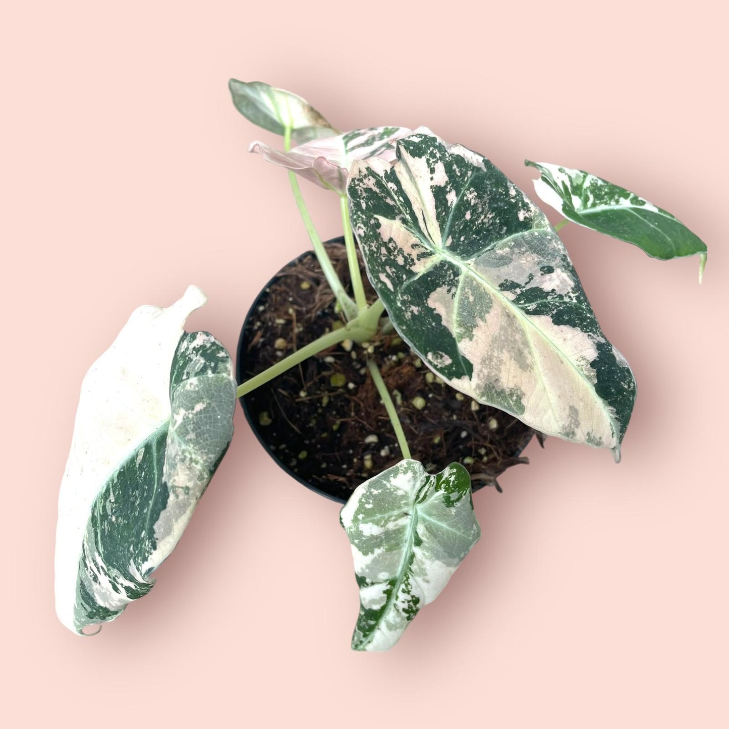 Alocasia Black Velvet Pink Variegata - Pot 9cm