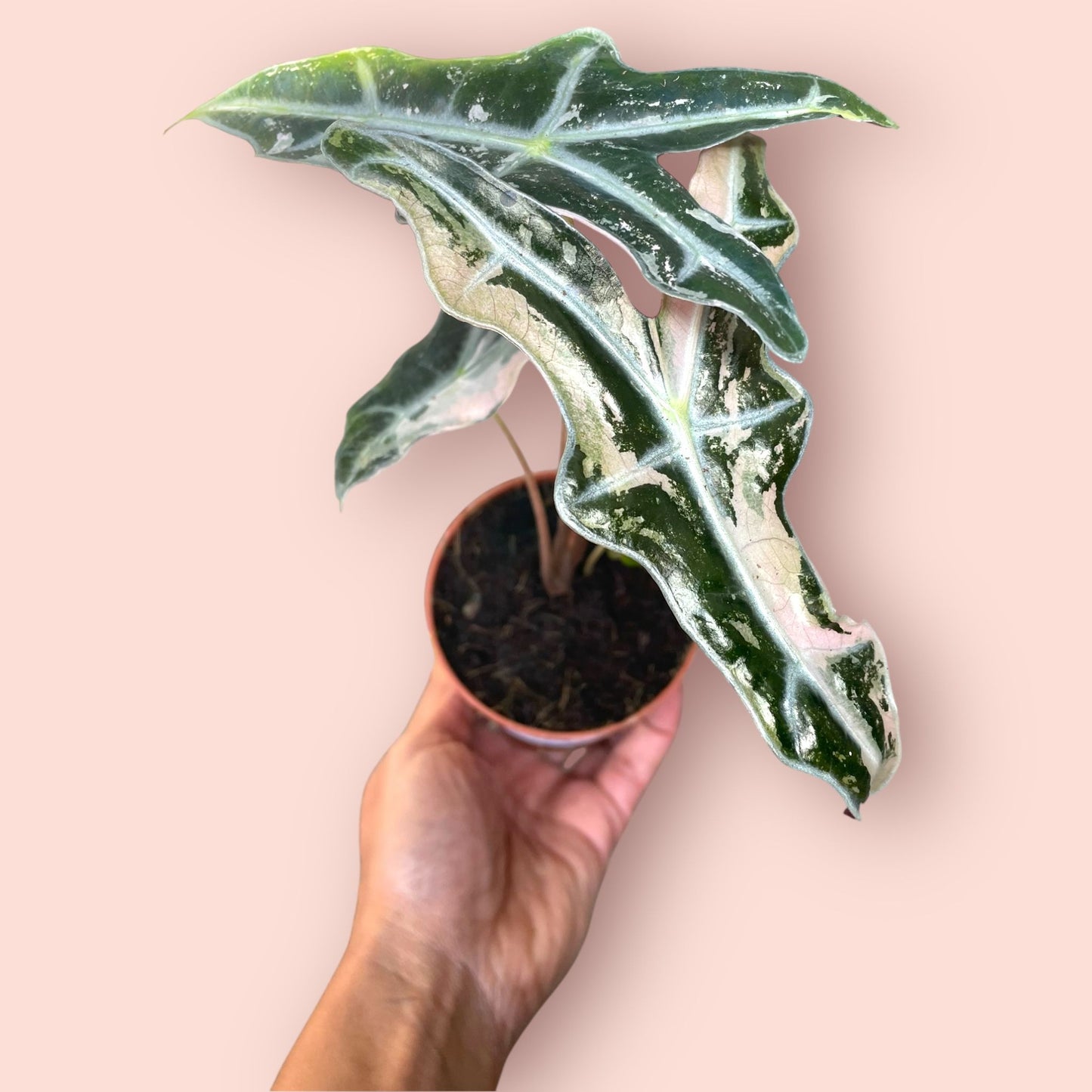 Alocasia Nobilis Pink Variegata - Pot 9cm
