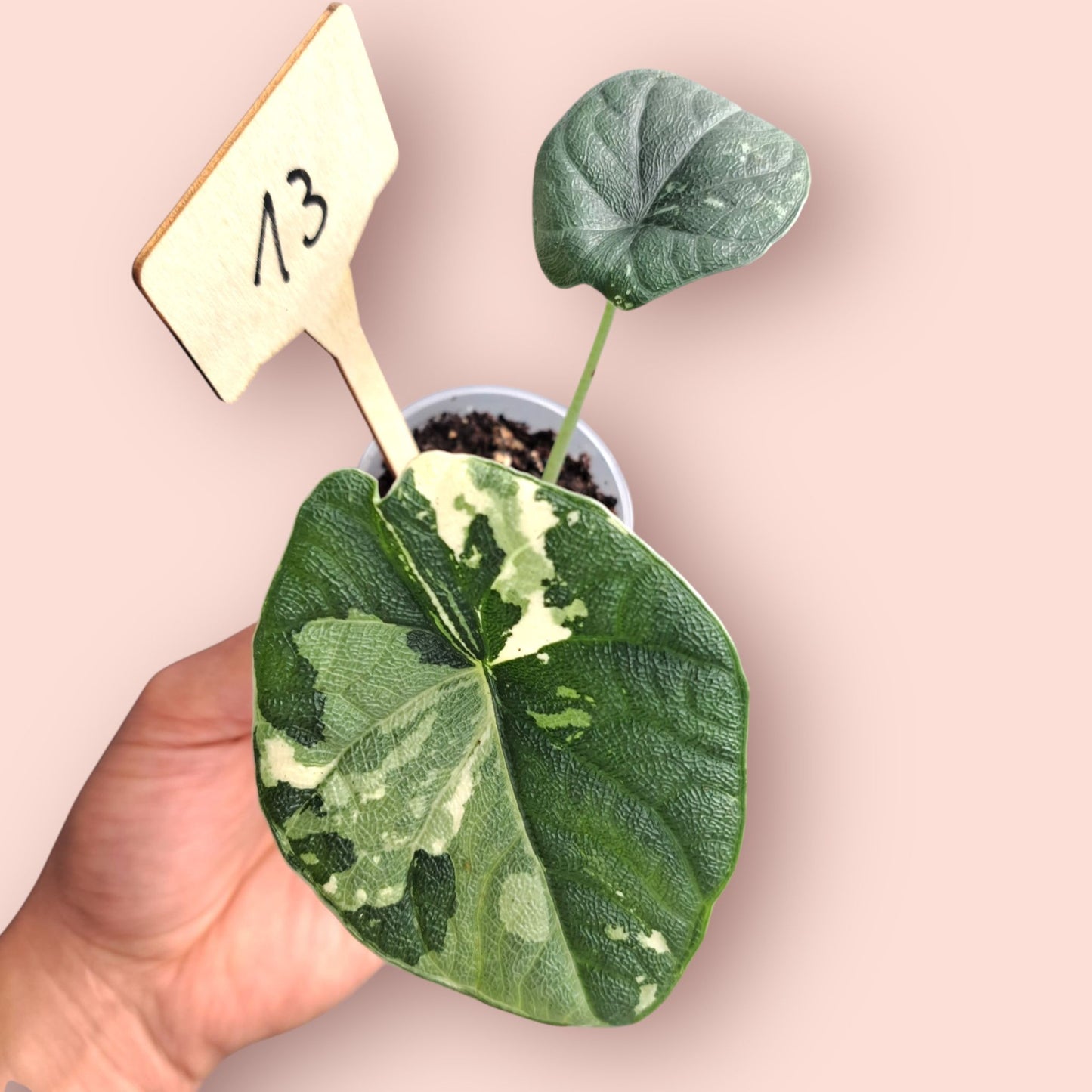 Alocasia Melo Albo Variegata - Pot 6-7cm