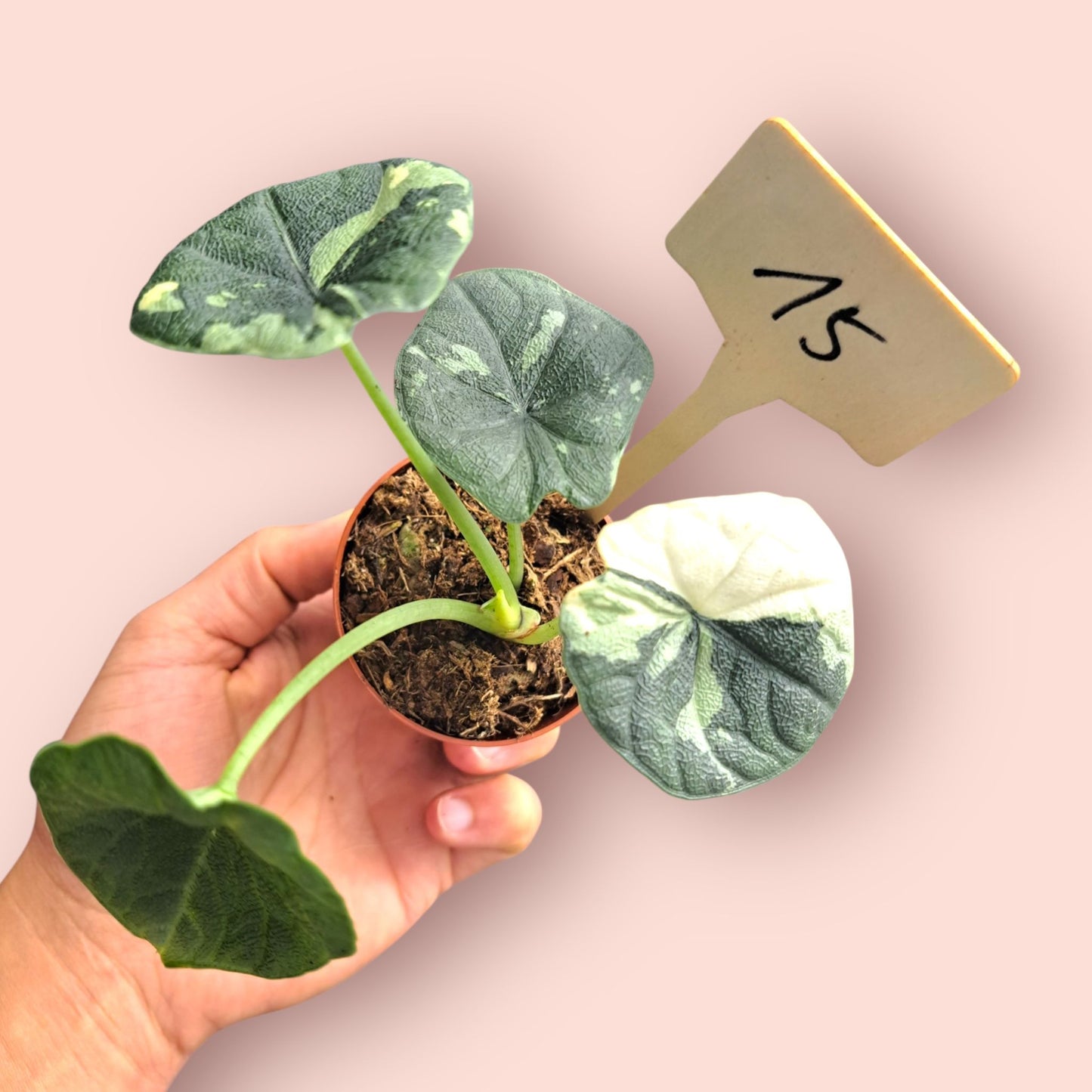 Alocasia Melo Albo Variegata - Pot 6-7cm