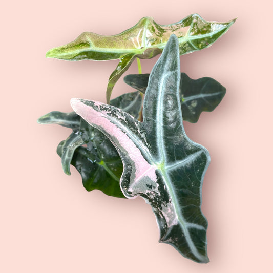 Alocasia Nobilis Pink Variegata - Pot 9cm