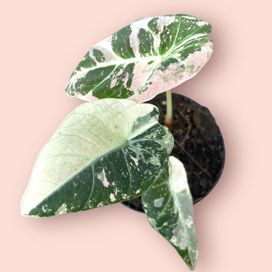Alocasia Black Velvet Pink Variegata - Pot 9cm