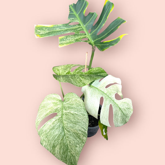 Monstera Jungle Mint - Pot 17cm