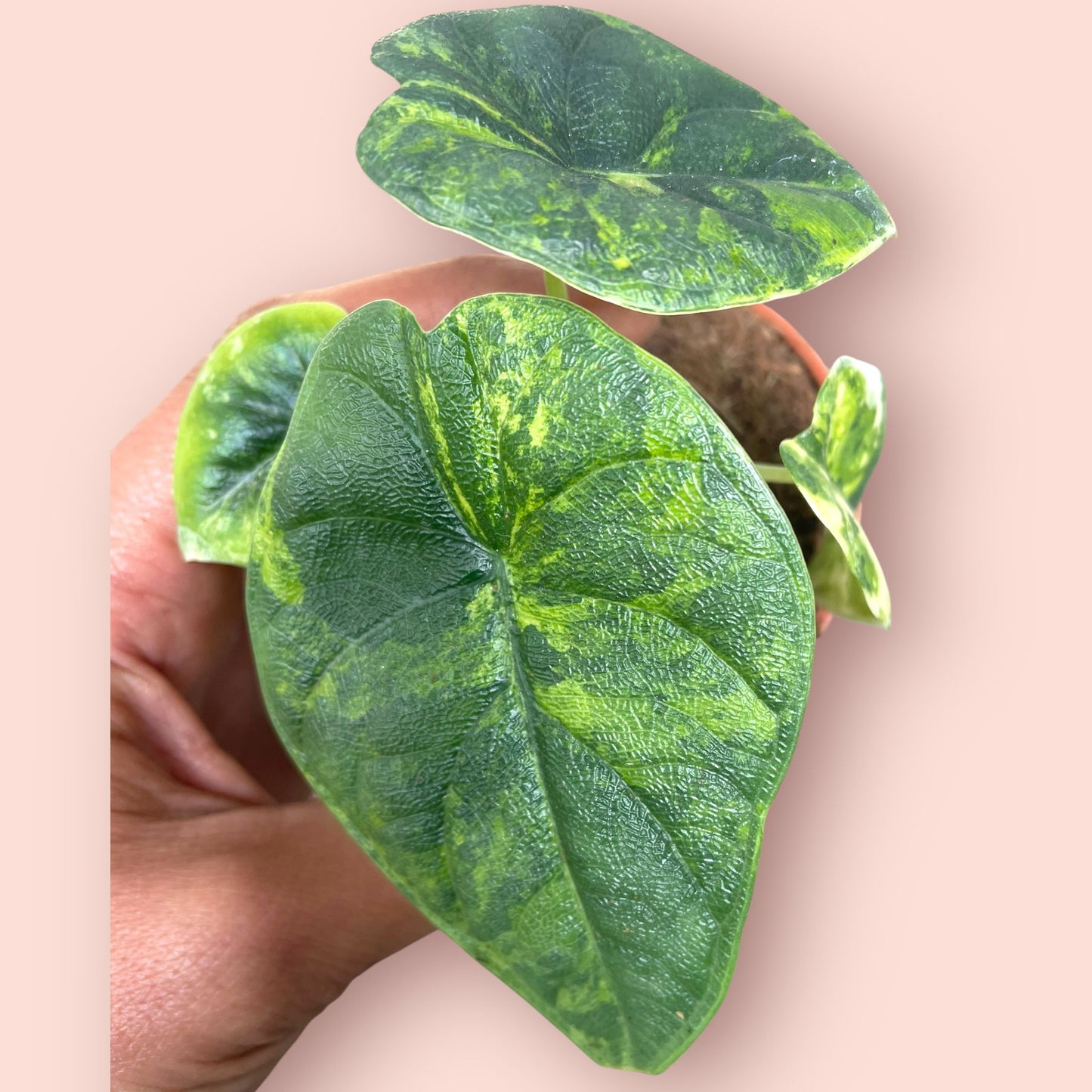 Alocasia Melo Aurea Variegata - Pot 9cm