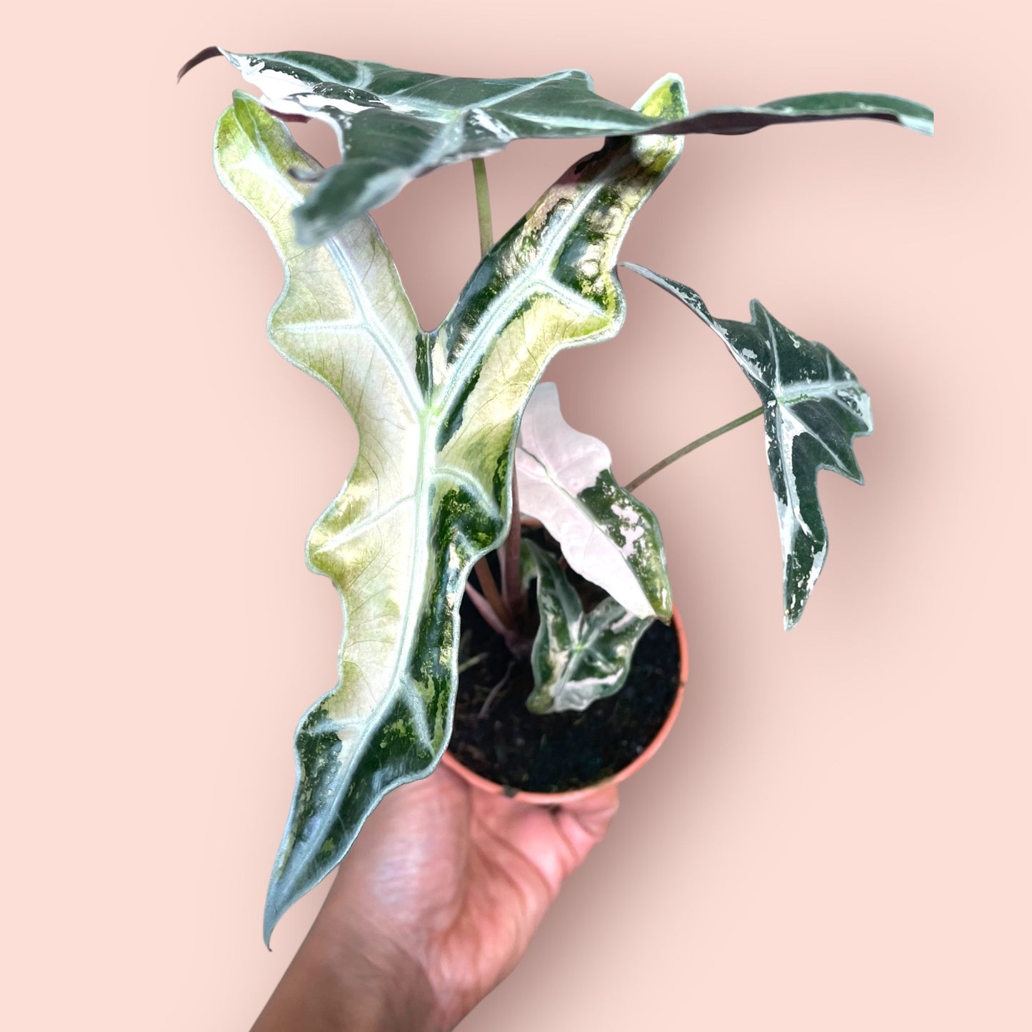 Alocasia Nobilis Pink Variegata - Pot 9cm