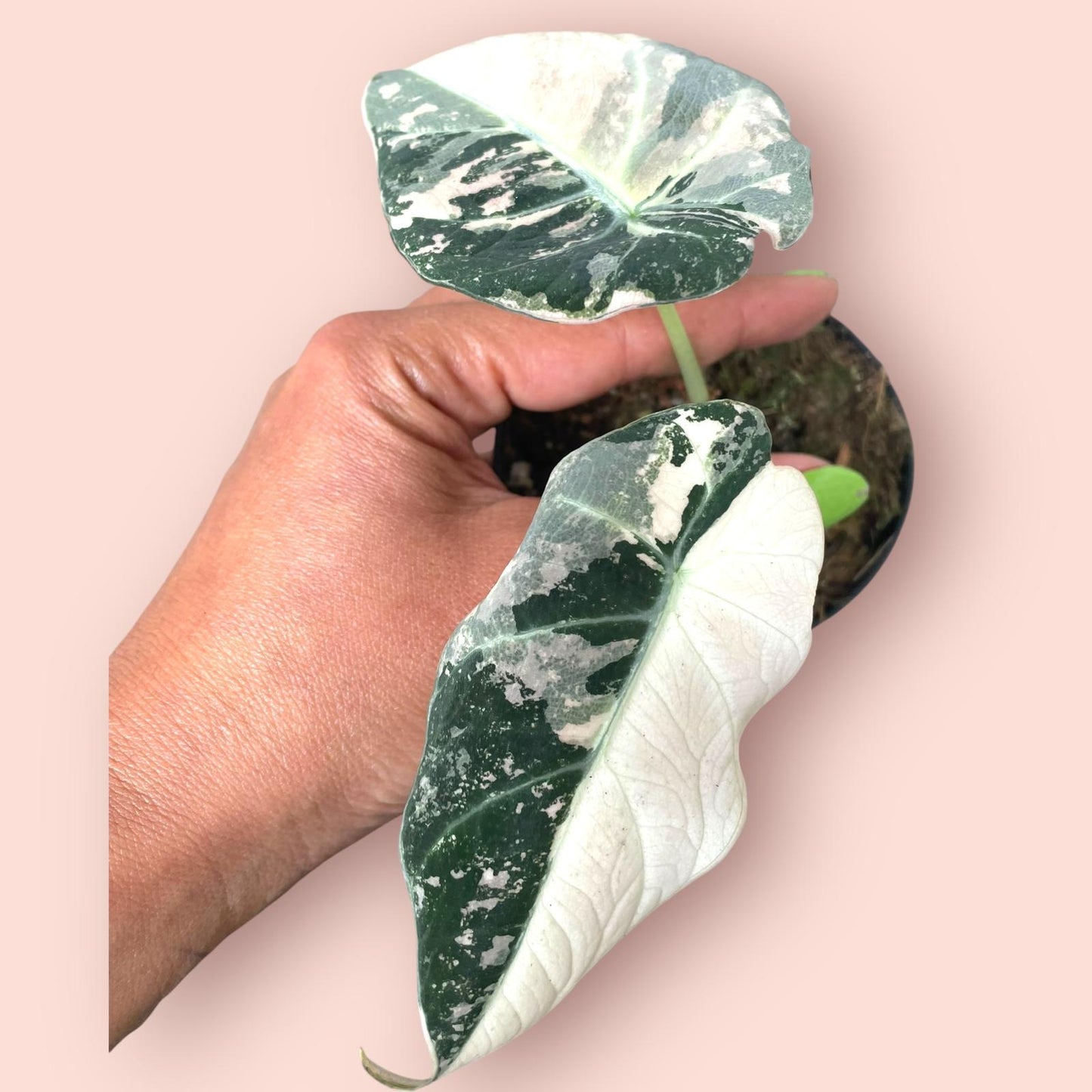 Alocasia Black Velvet Pink Variegata - Pot 9cm