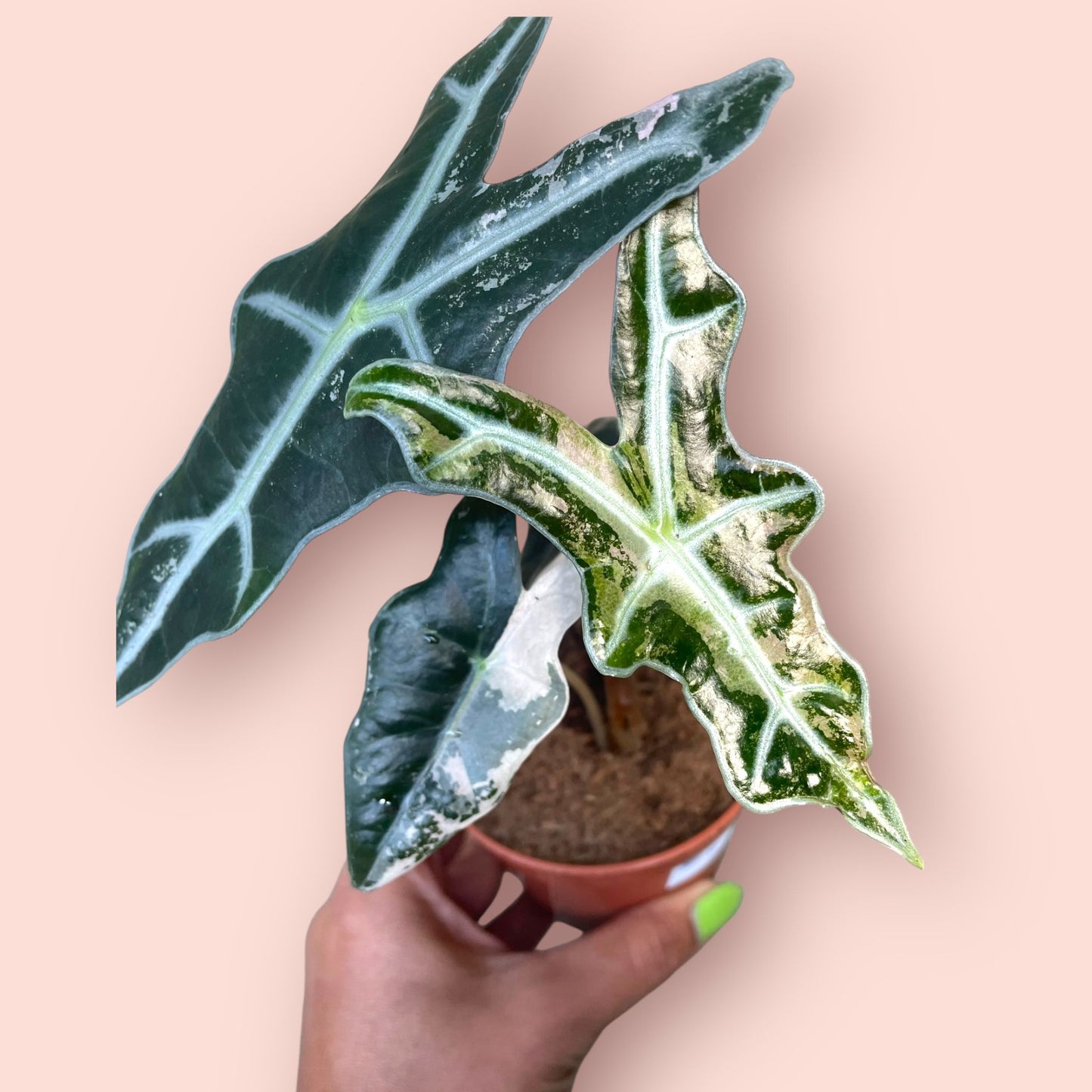 Alocasia Nobilis Pink Variegata - Pot 9cm