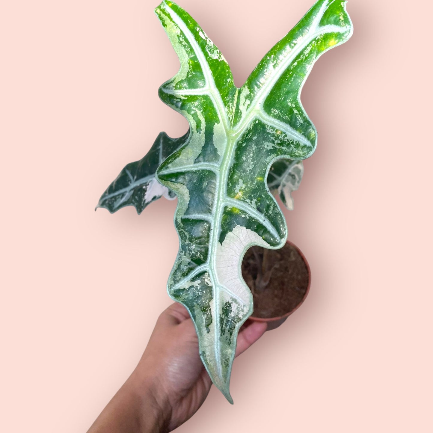 Alocasia Nobilis Pink Variegata - Pot 9cm