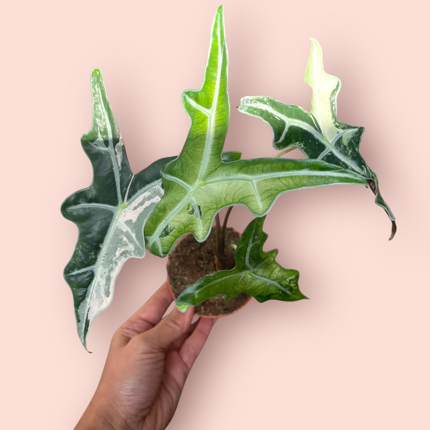 Alocasia Nobilis Pink Variegata - Pot 9cm