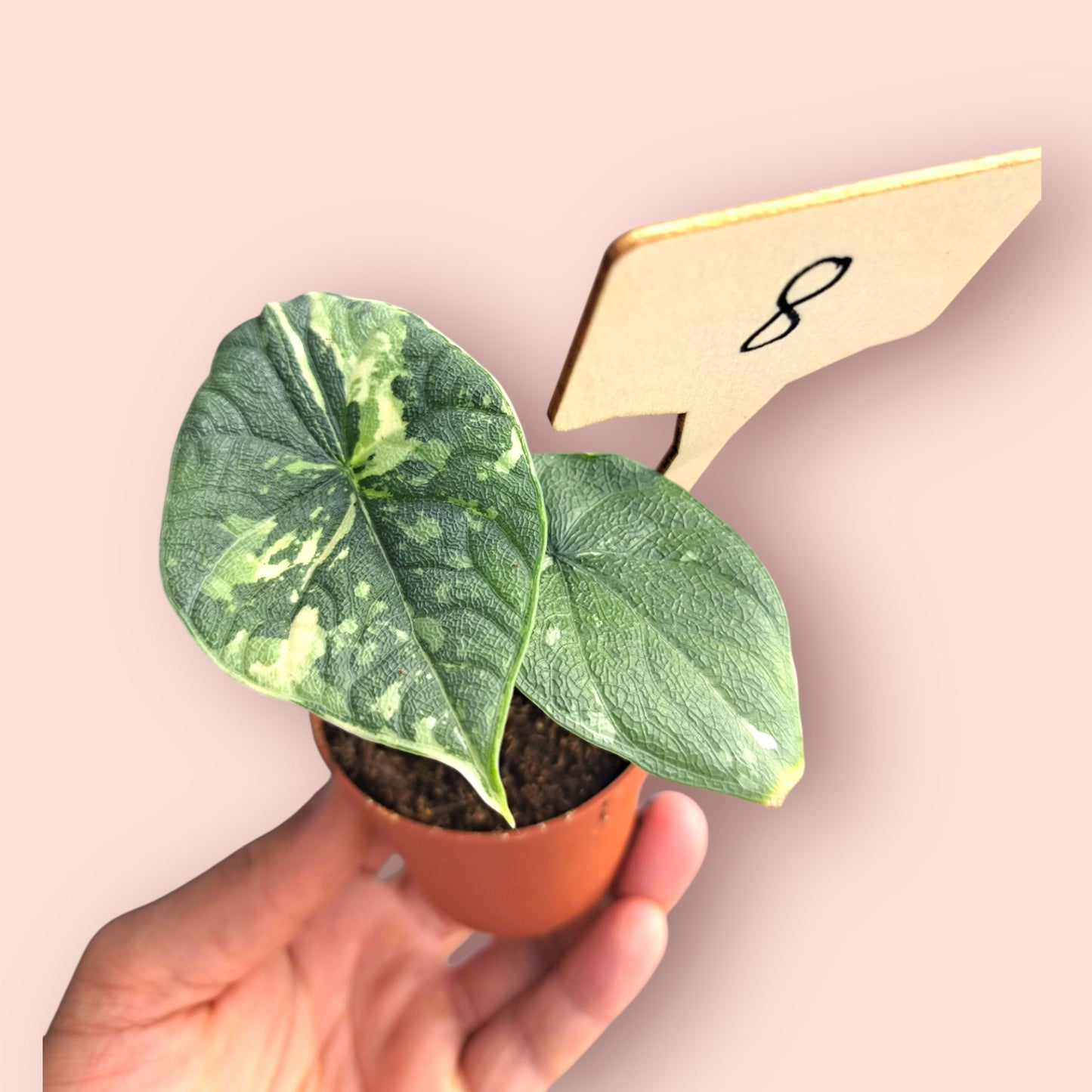 Alocasia Melo Albo Variegata - Pot 6-7cm