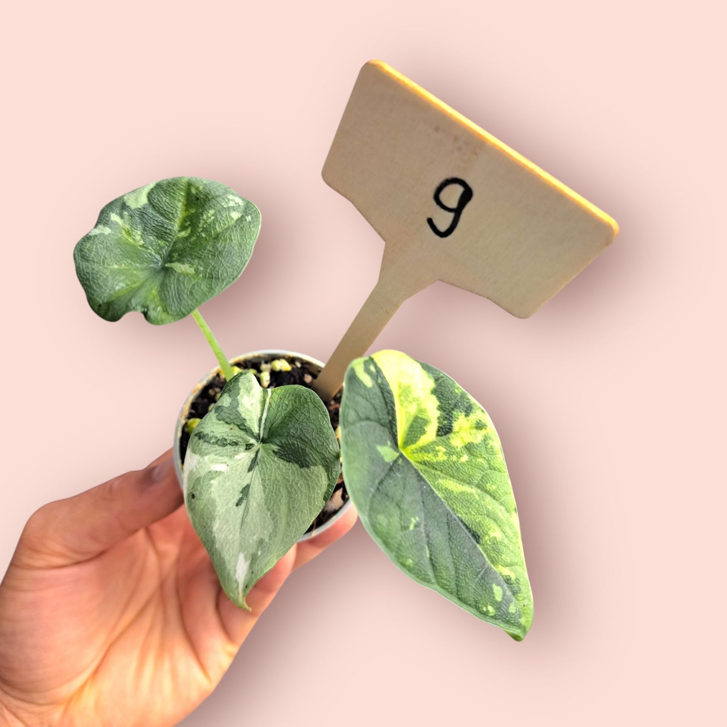 Alocasia Melo Albo Variegata - Pot 6-7cm