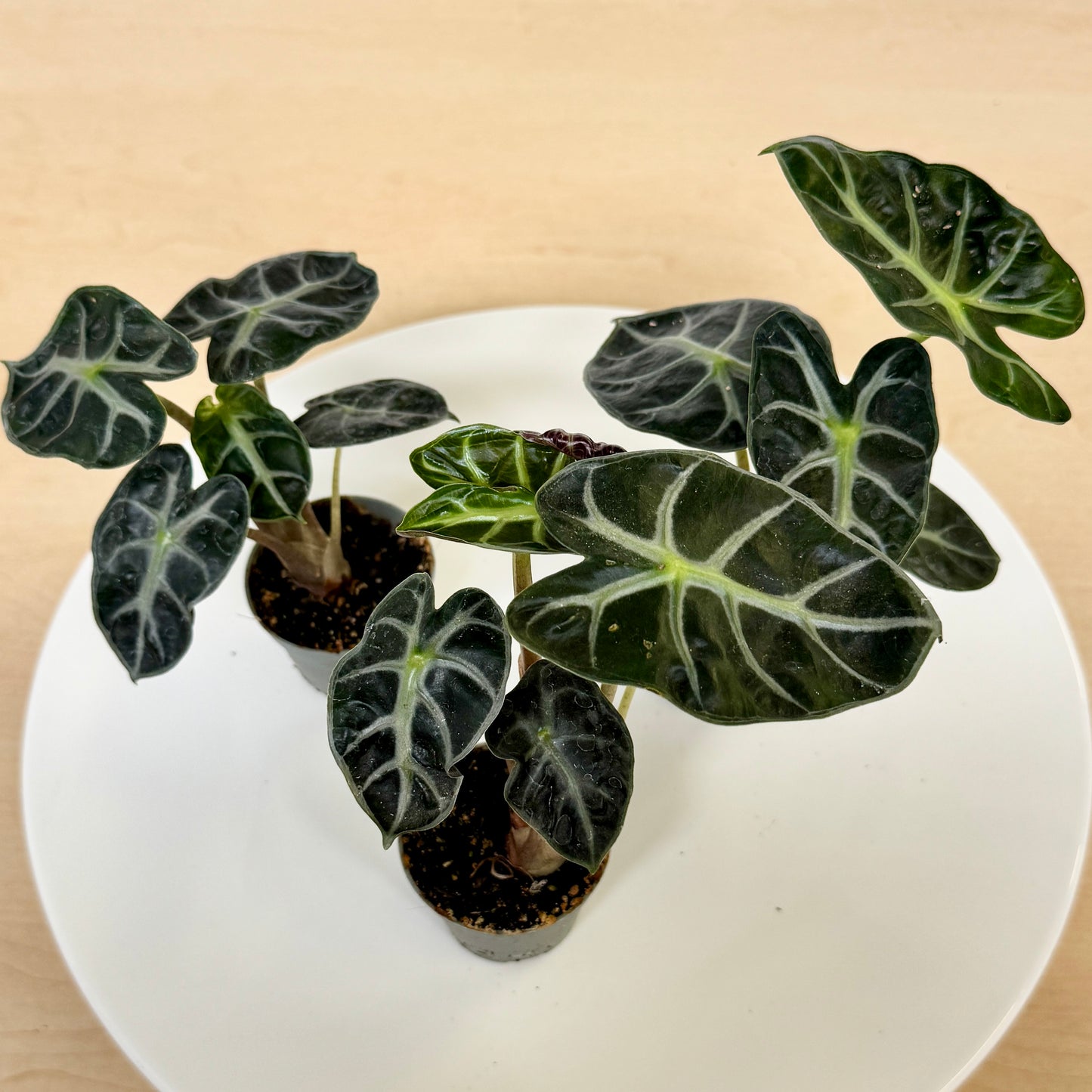 Alocasia Heart Balloon (Pot 6cm)