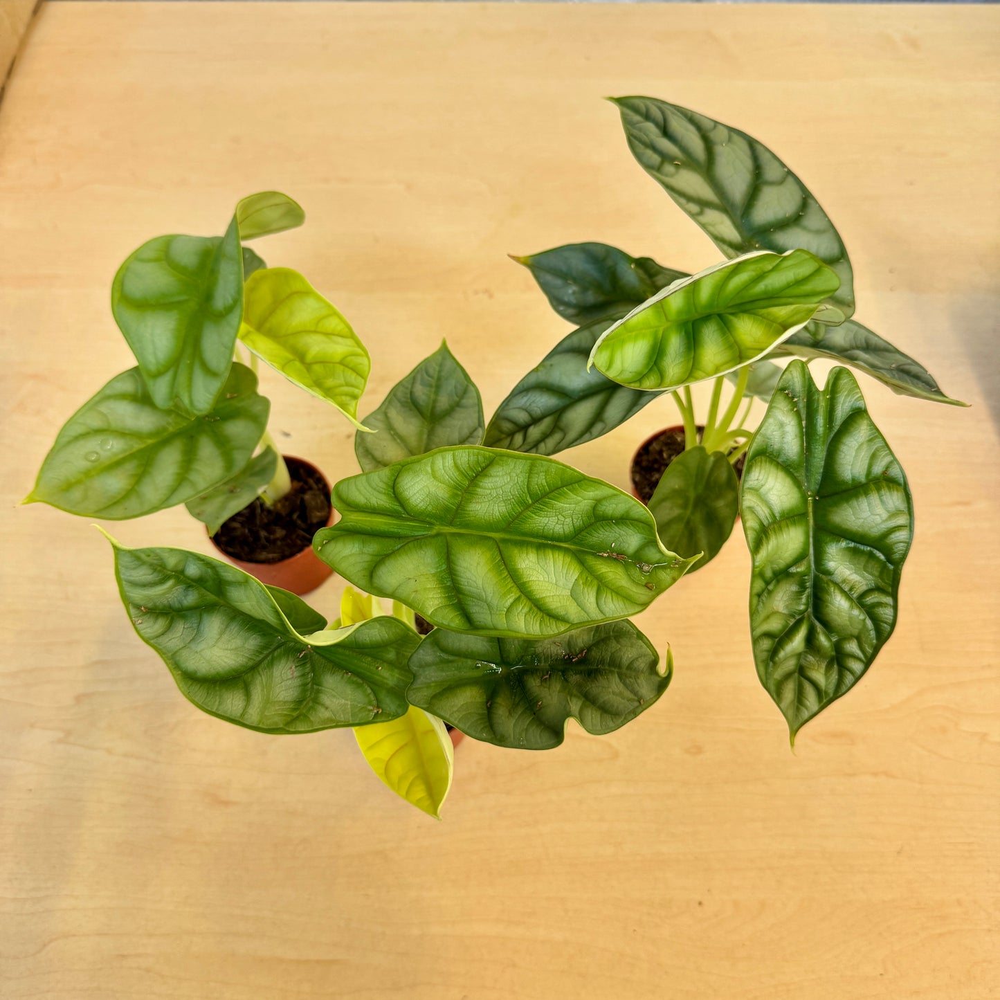 Alocasia Dragon Gold (Pot 7cm)