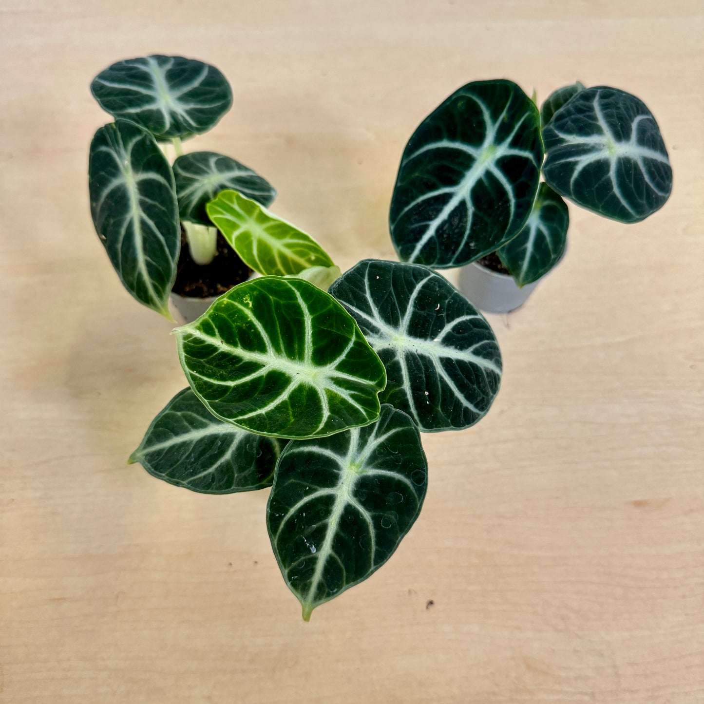Alocasia Ninja (Pot 6cm)