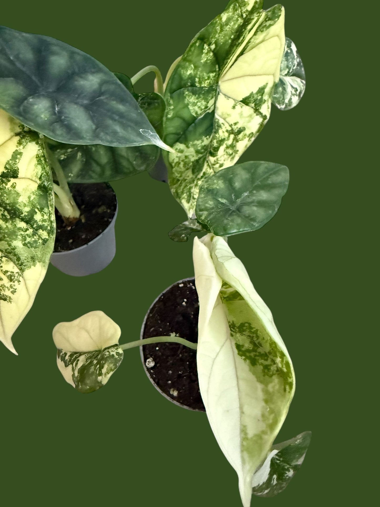 Alocasia Dragon Scale Variegata - Pot 7cm (SC)