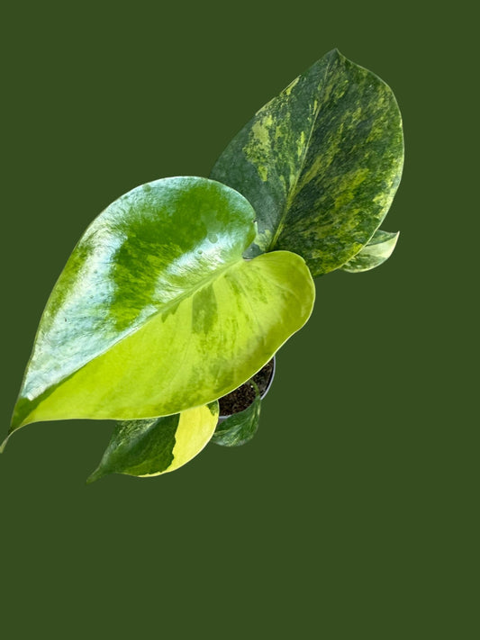 Monstera Marilyn (Large Form) - Pot 7cm (SC)