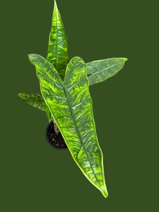 Alocasia Reticulata - Pot 12cm (SC)