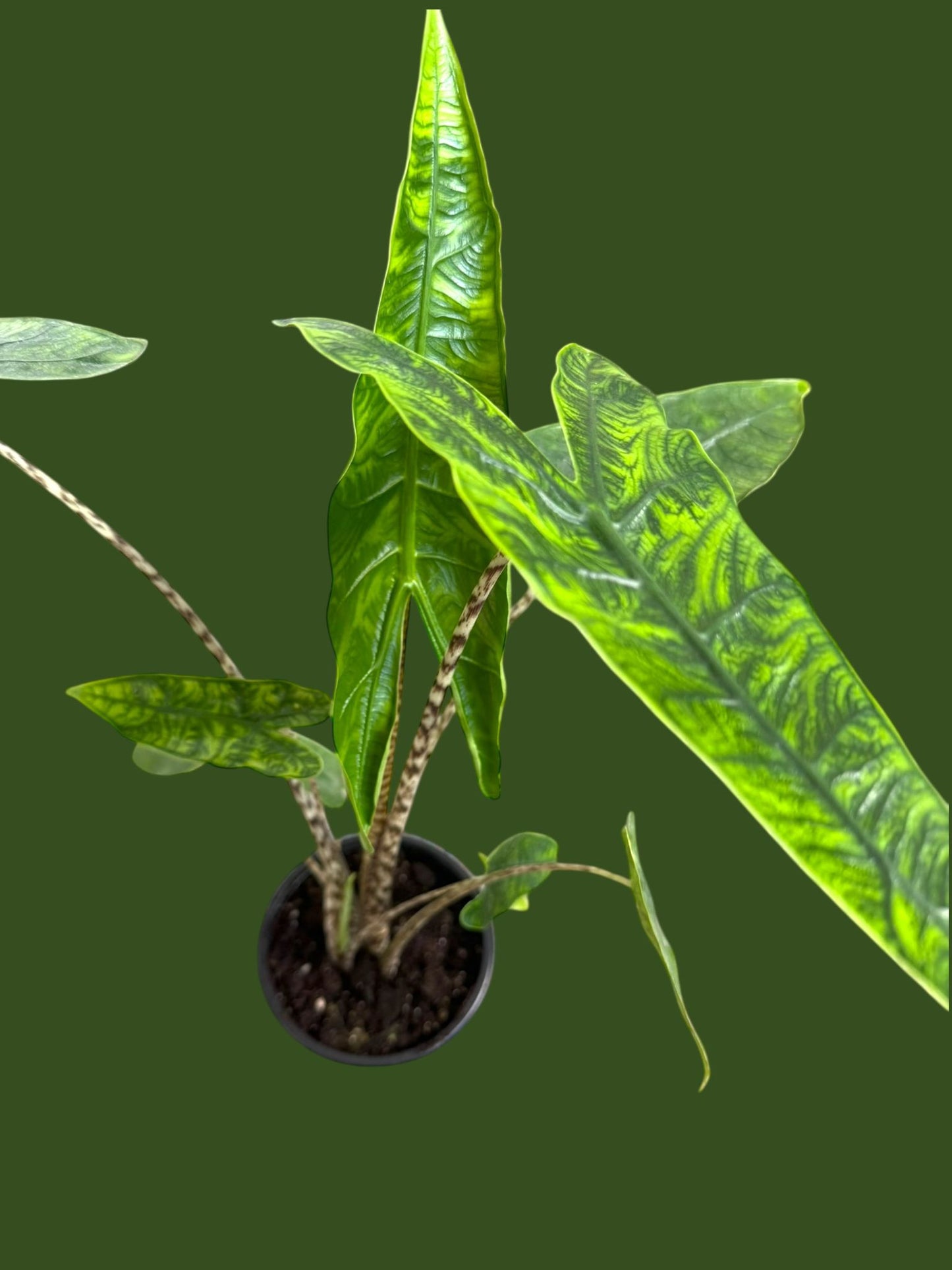 Alocasia Reticulata - Pot 12cm (SC)