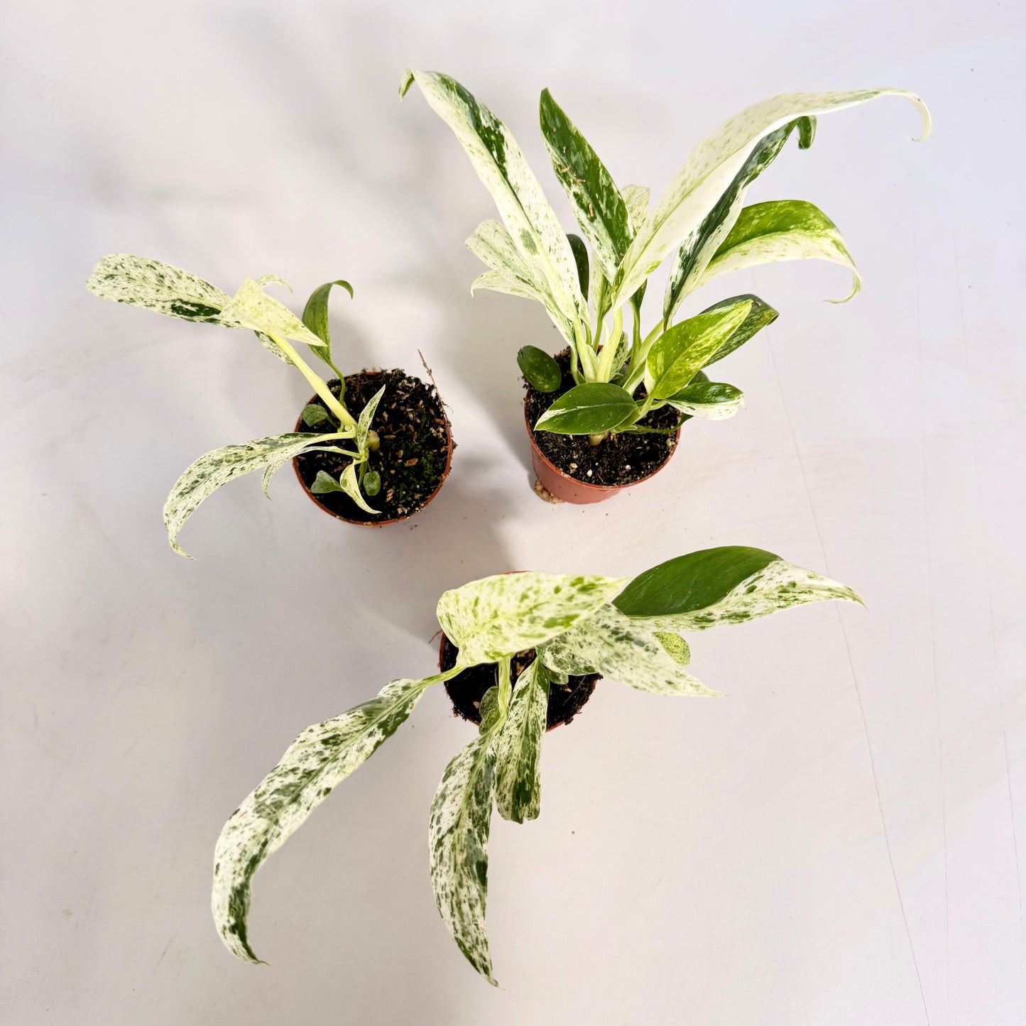 Rhaphidophora Puberula Variegata (Pot 6cm)