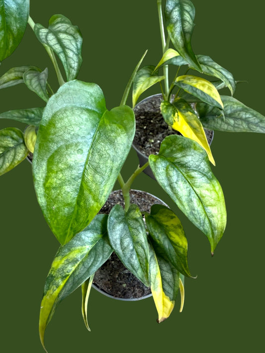 Monstera Siltepecana Aurea - Pot 7cm (SC)