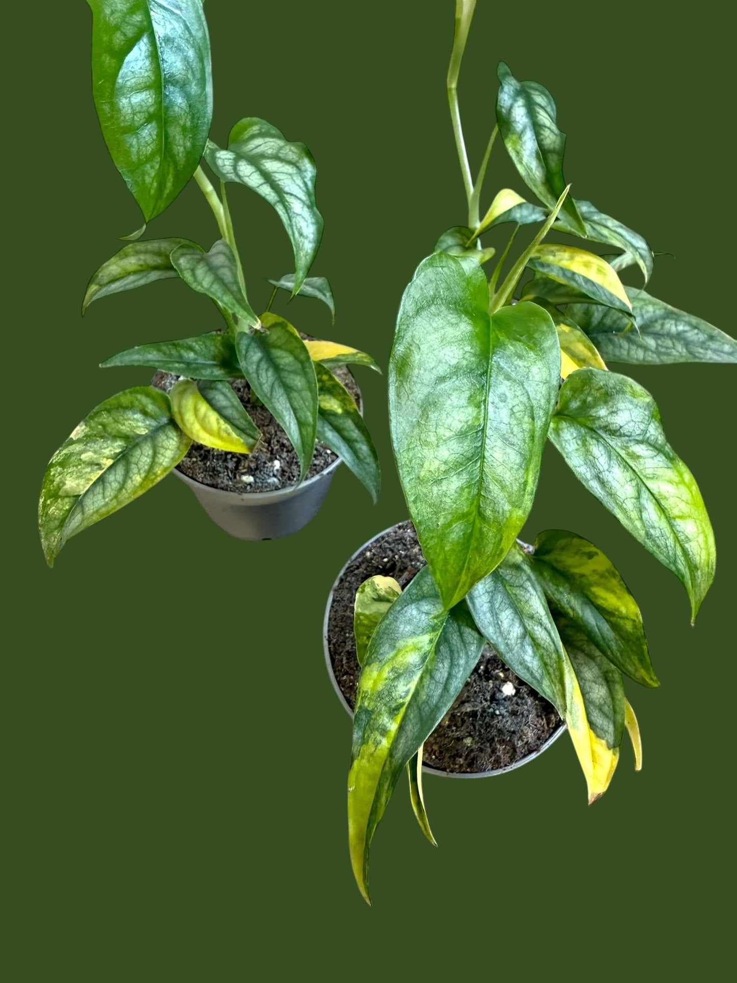 Monstera Siltepecana Aurea - Pot 7cm (SC)