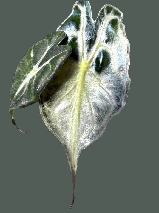 Alocasia Venom - Pot 7cm (SC)