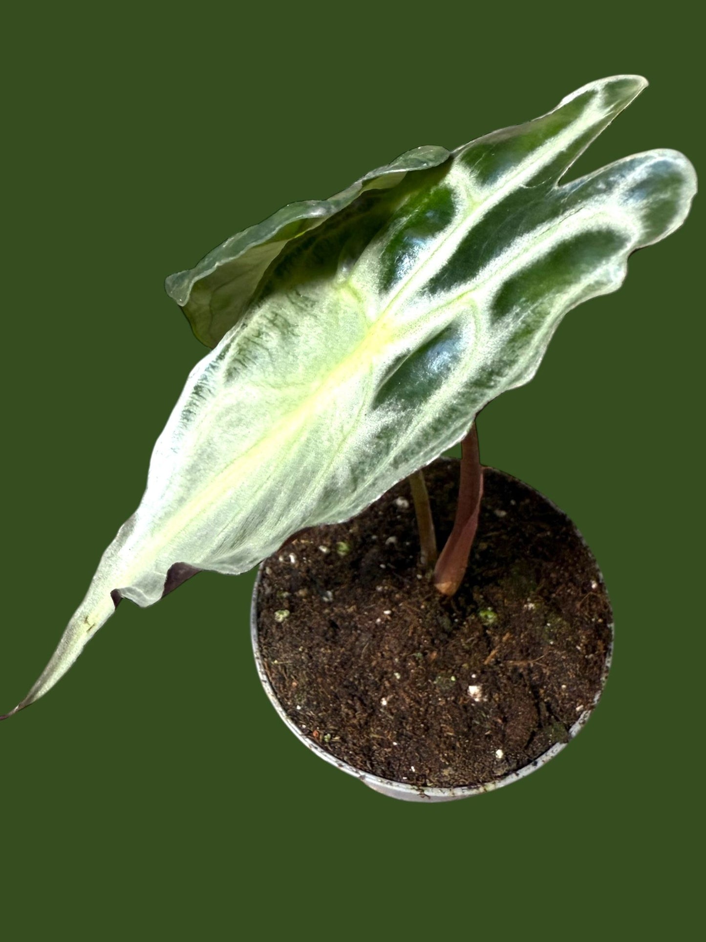 Alocasia Venom - Pot 7cm (SC)