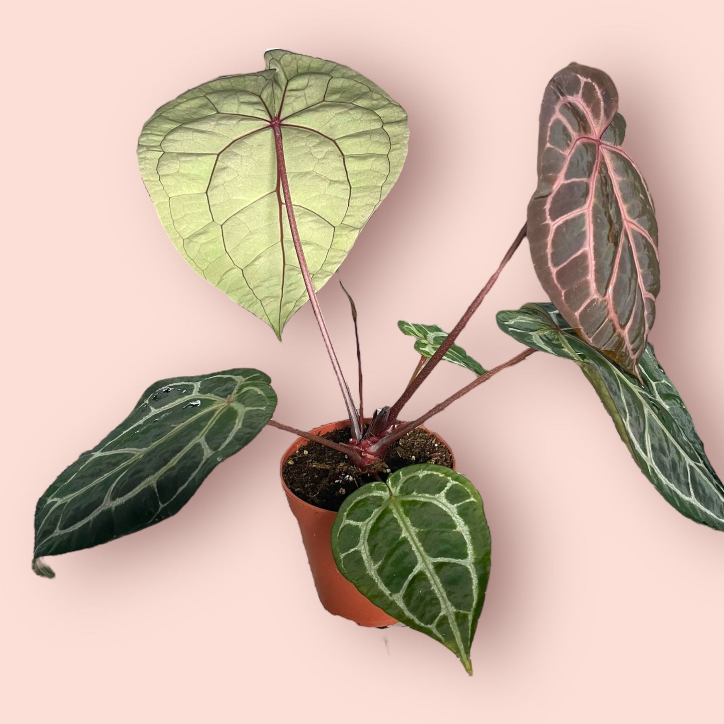 Anthurium DocBlock Michelle - Pot 12 cm