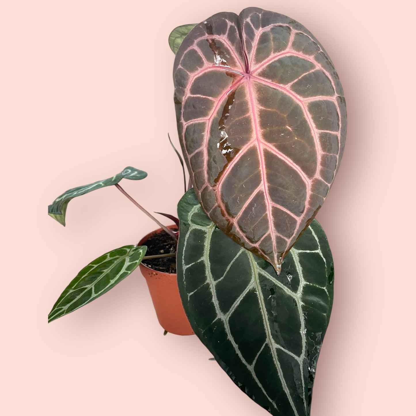 Anthurium DocBlock Michelle - Pot 12 cm
