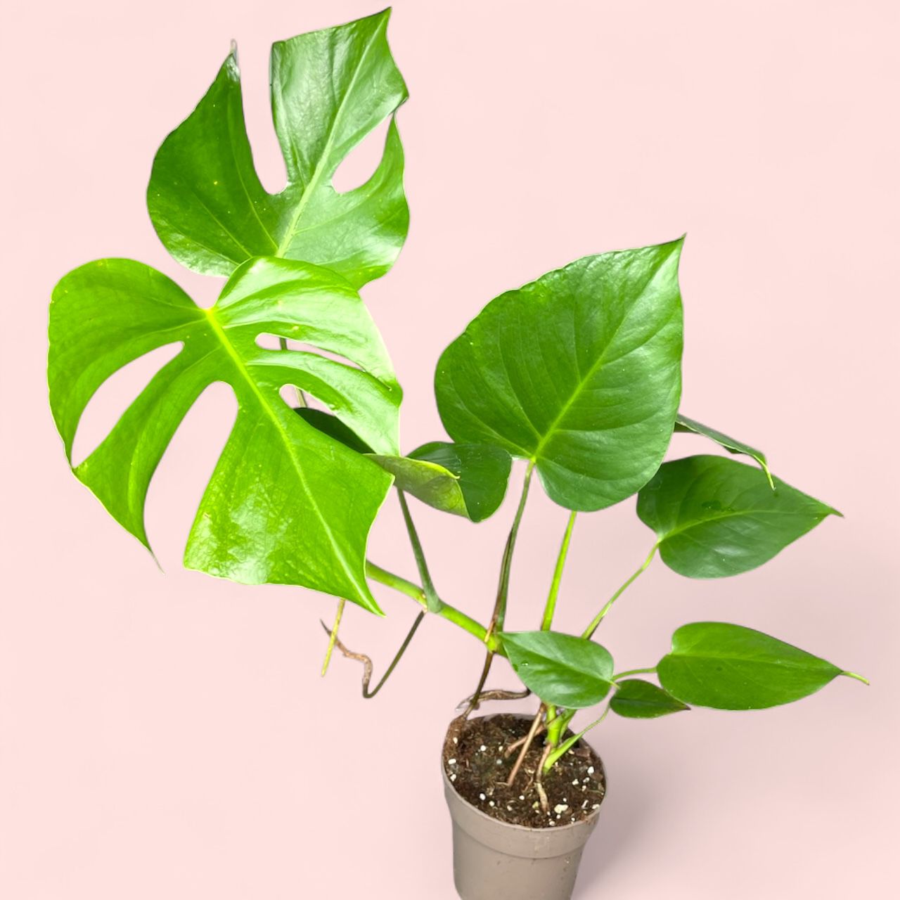 Monstera Sierrana - Pot 13cm