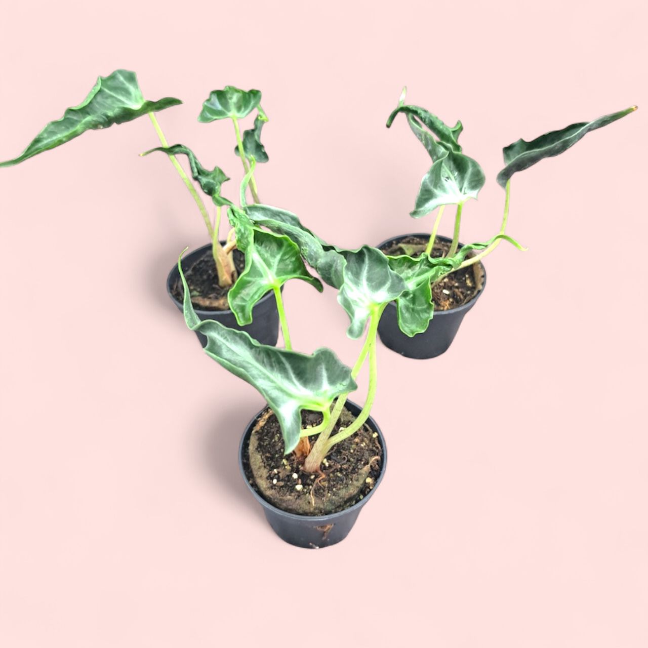 Alocasia Loco - Pot 6cm (SC)