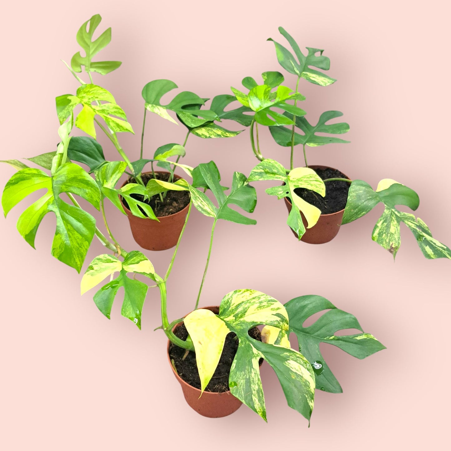 Rhaphidophora Tetrasperma Aurea Variegata - Pot 12cm (SC)