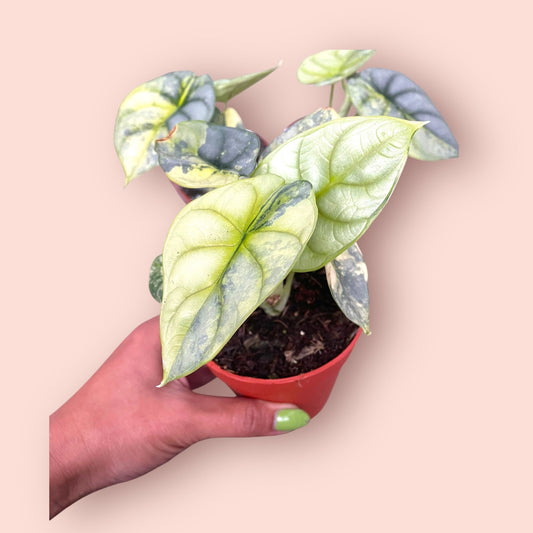 Alocasia Silver Dragon Aurea Variegata - Pot 7cm (SC)