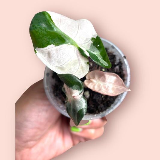 Alocasia Balloon Heart Pink Variegata - Pot 6cm (SC)