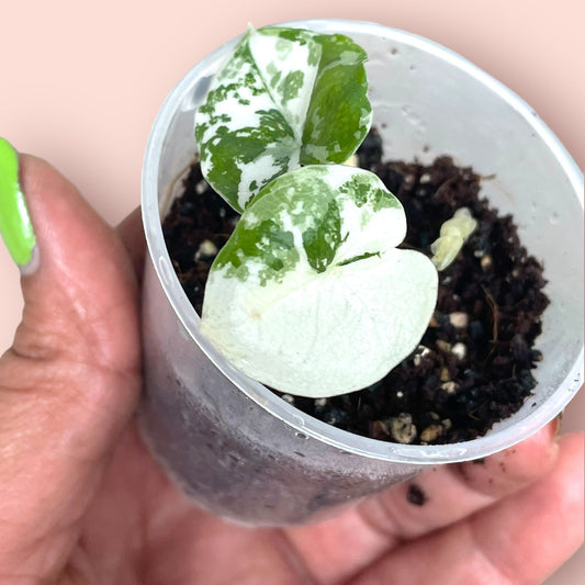 Alocasia Melo Albo Variegata - Pot 6cm (SC)