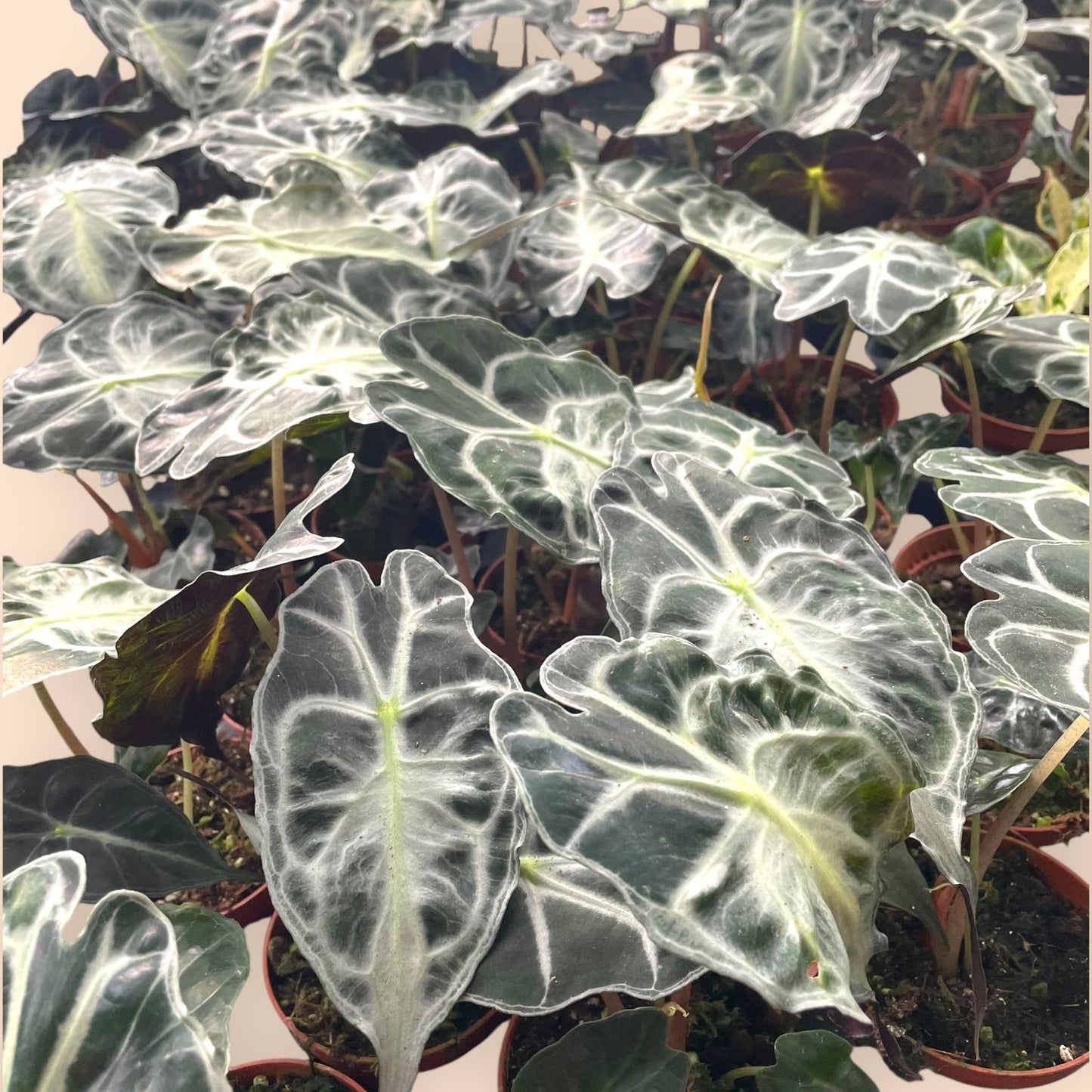 Alocasia Venom (SC)