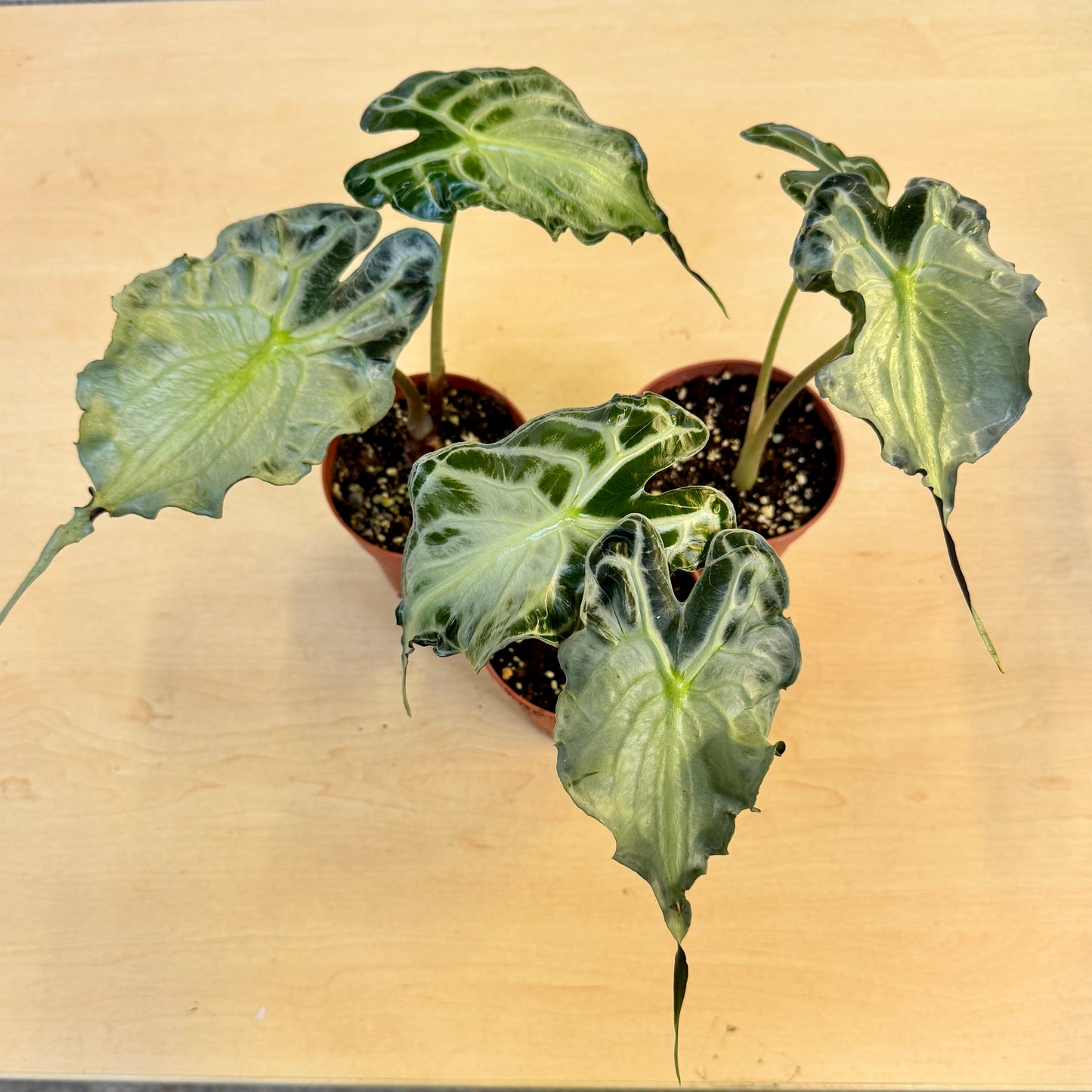 Alocasia Venom (Pot 12cm)