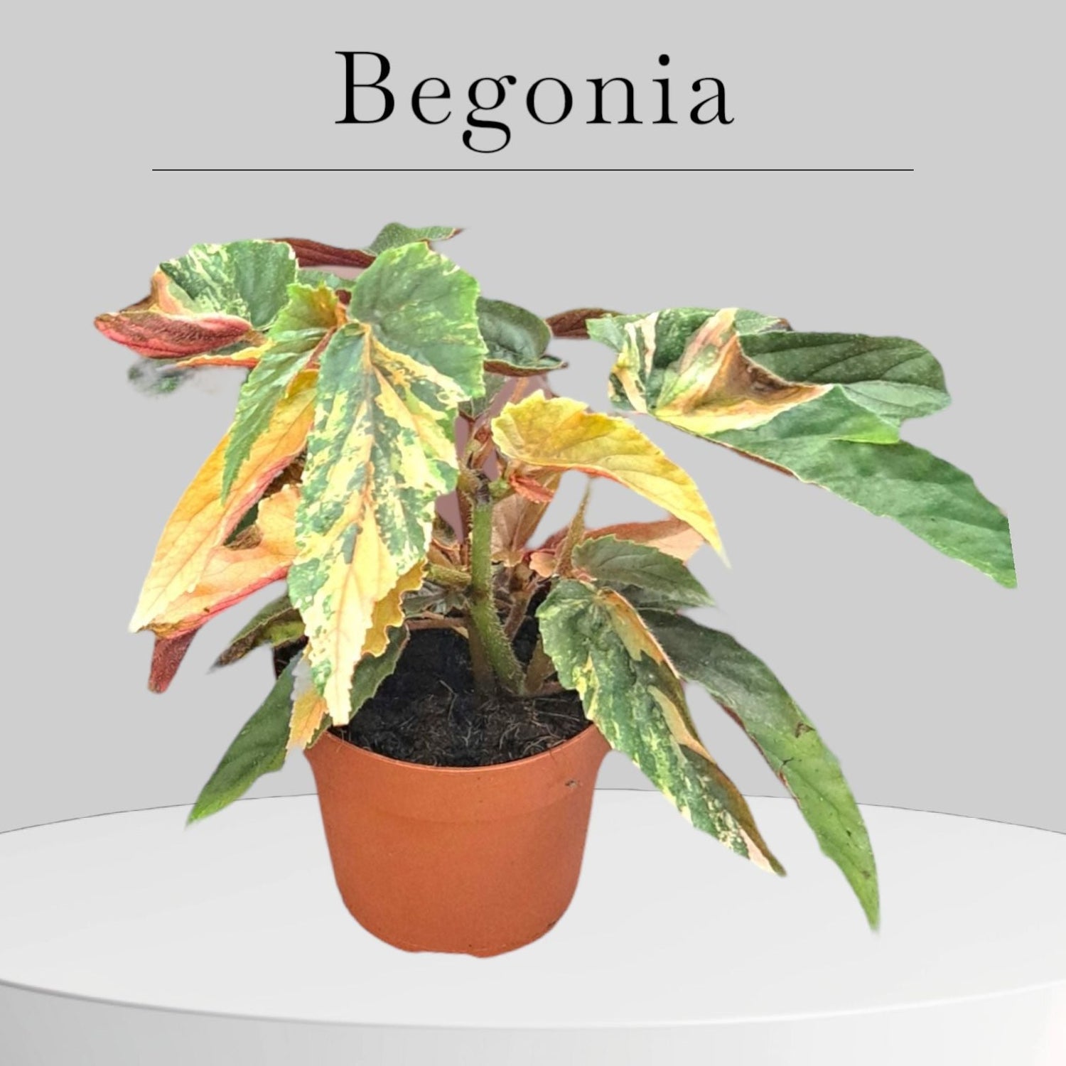 Begonia