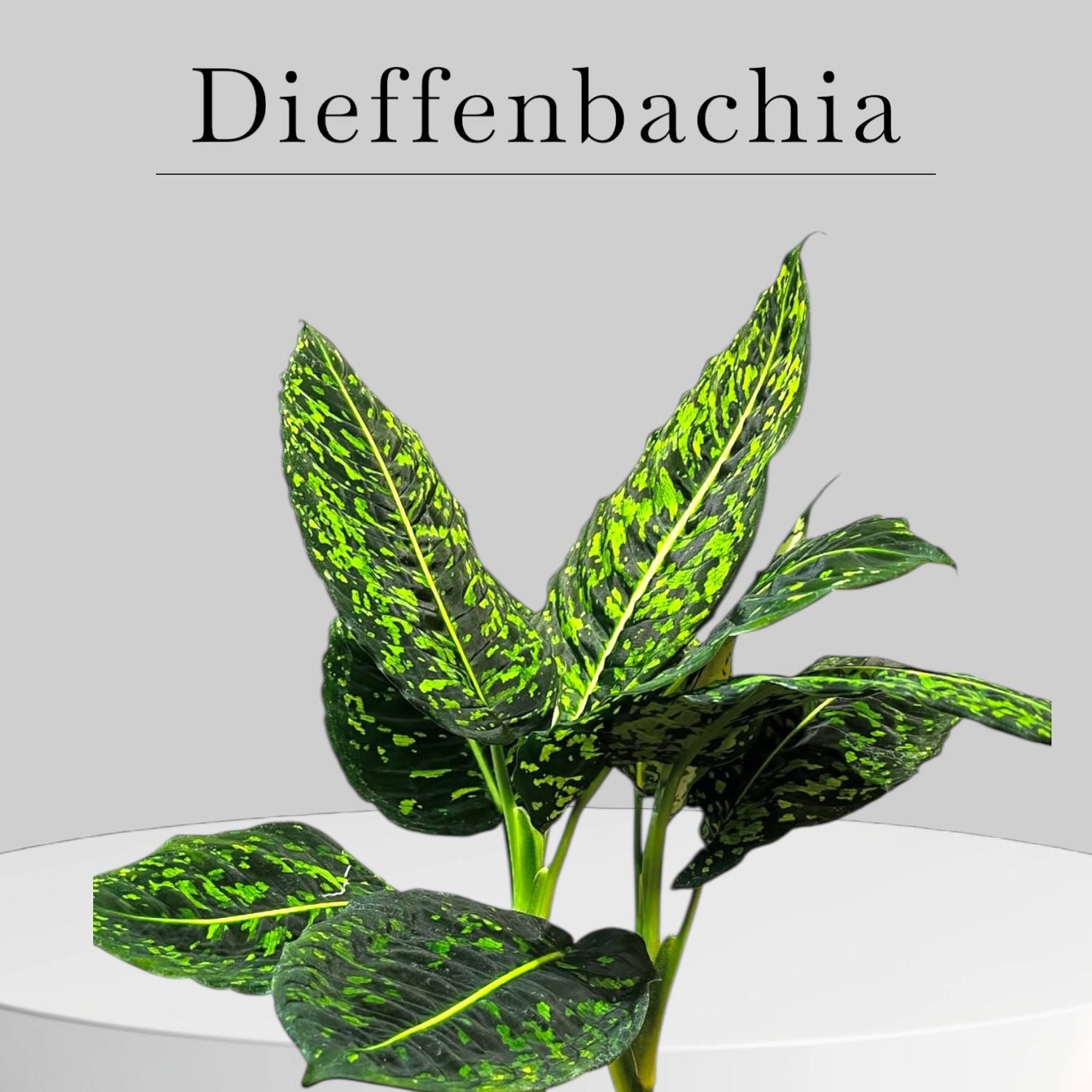 Dieffenbachia