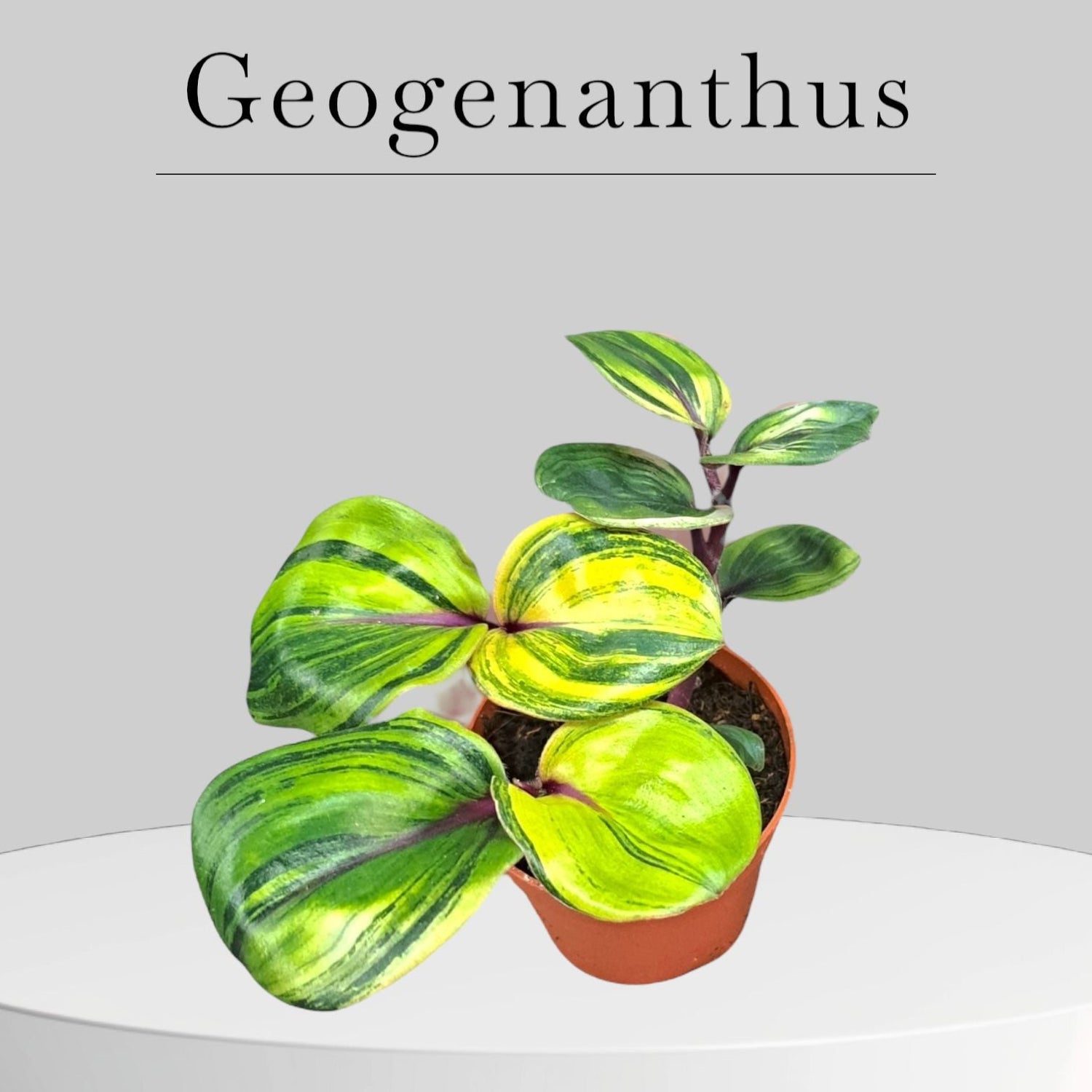 Geogenanthus