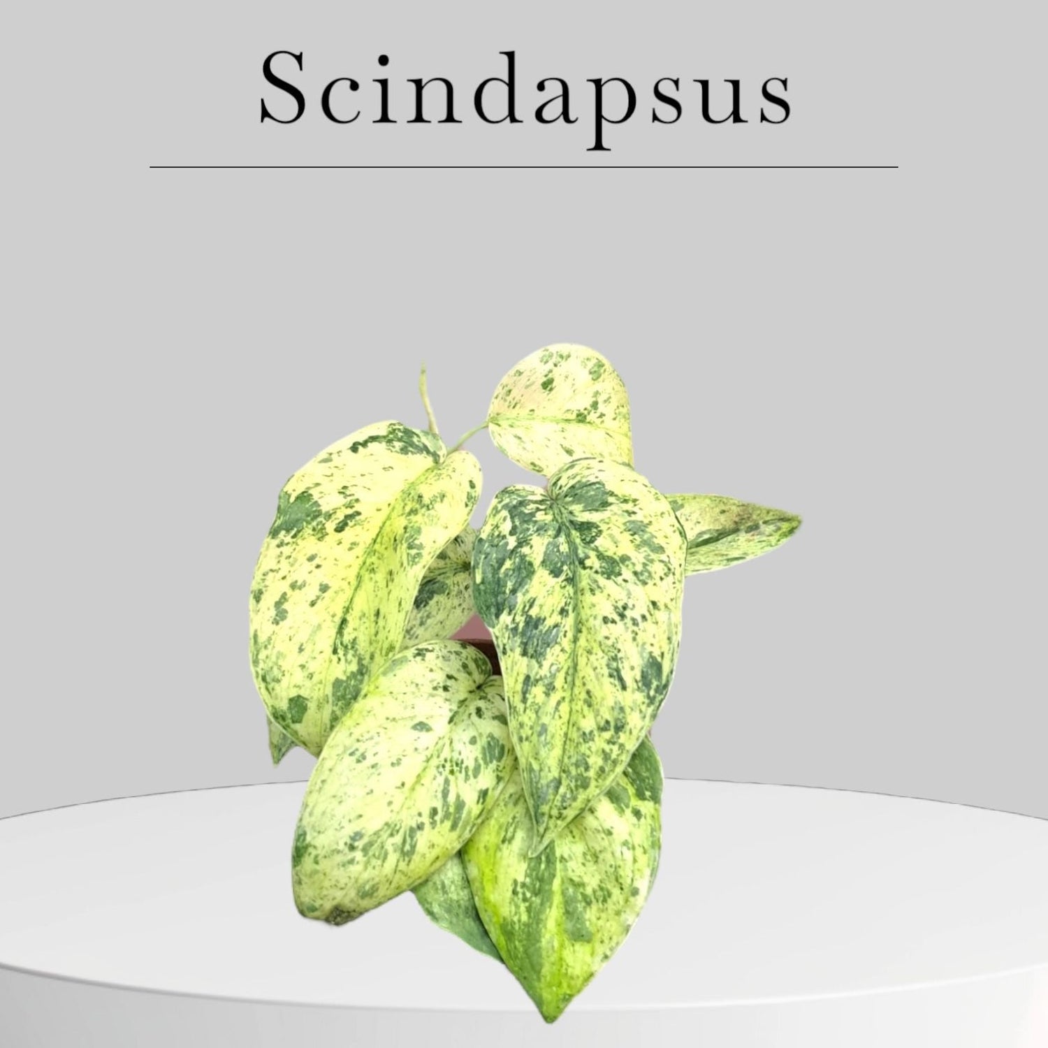 Scindapsus