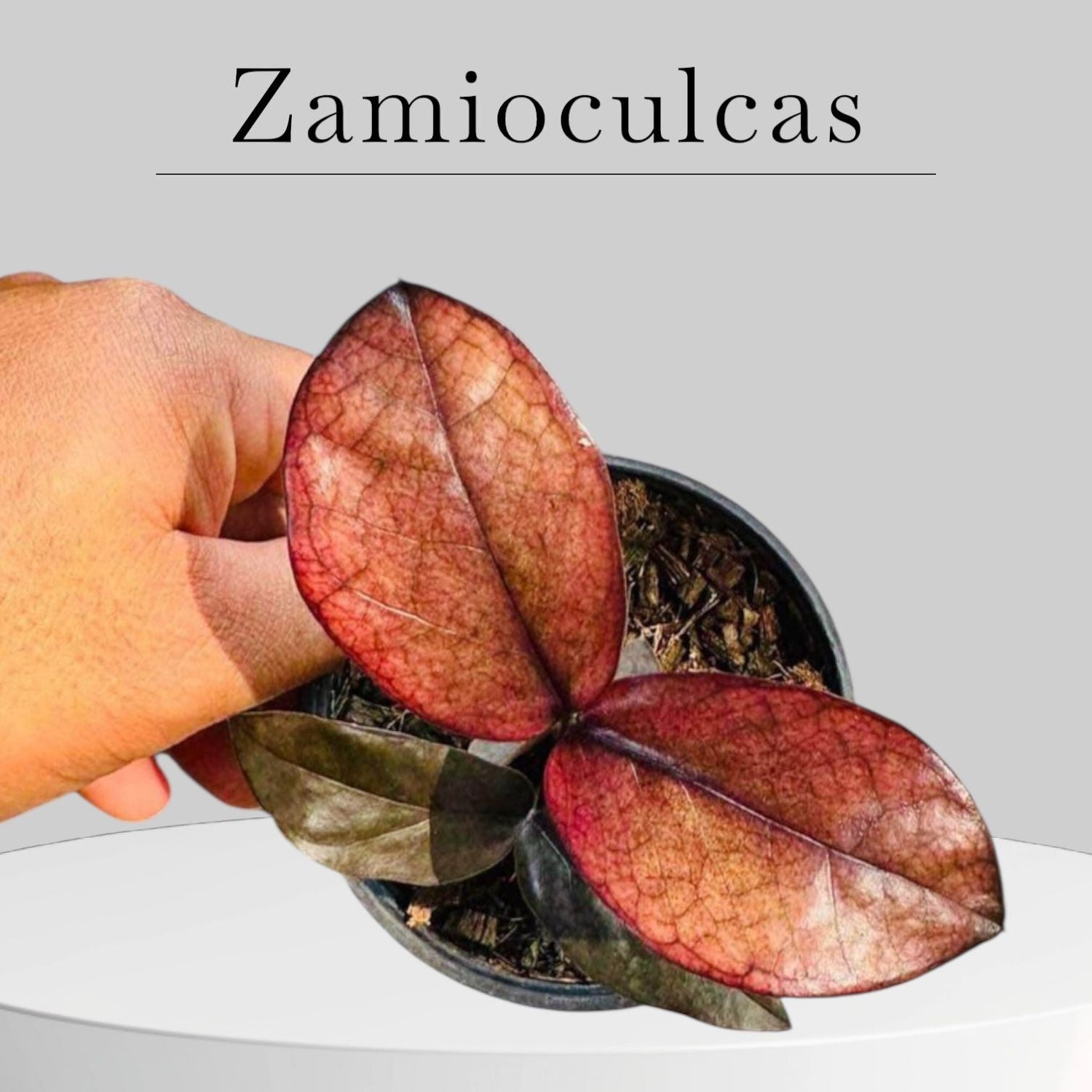 Zamioculcas
