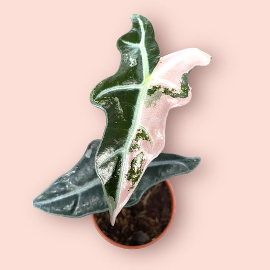 Alocasia Nobilis Pink Variegata - Pot 9cm