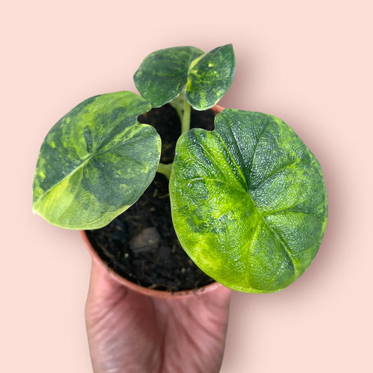 Alocasia Melo Aurea Variegata - Pot 9cm