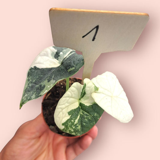 Alocasia Melo Albo Variegata - Pot 6-7cm
