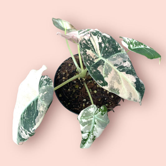 Alocasia Black Velvet Pink Variegata - Pot 9cm