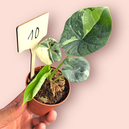 Alocasia Melo Albo Variegata - Pot 6-7cm