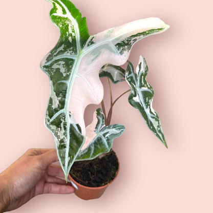 Alocasia Nobilis Pink Variegata - Pot 9cm