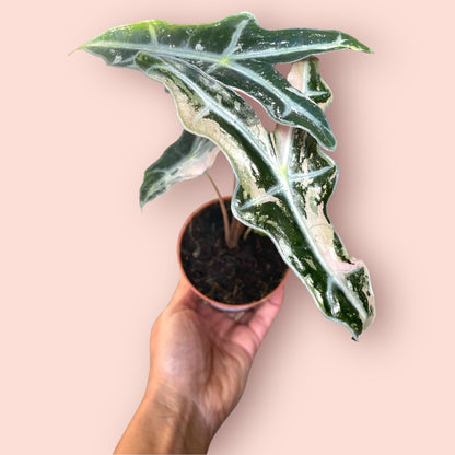 Alocasia Nobilis Pink Variegata - Pot 9cm