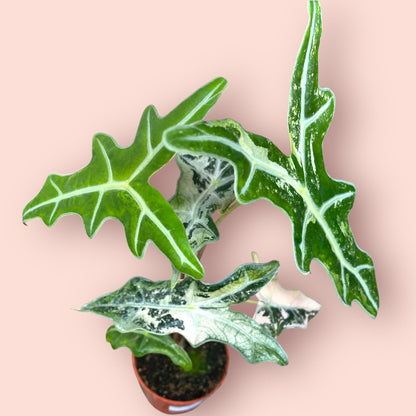 Alocasia Nobilis Pink Variegata - Pot 9cm